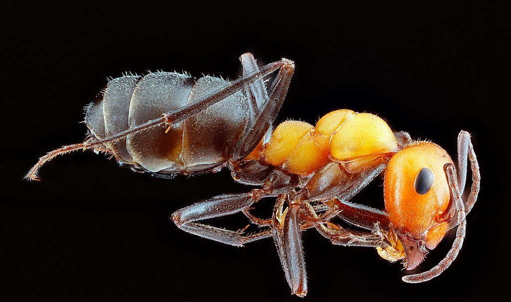 Ant Control service in Boynton Beach, FL