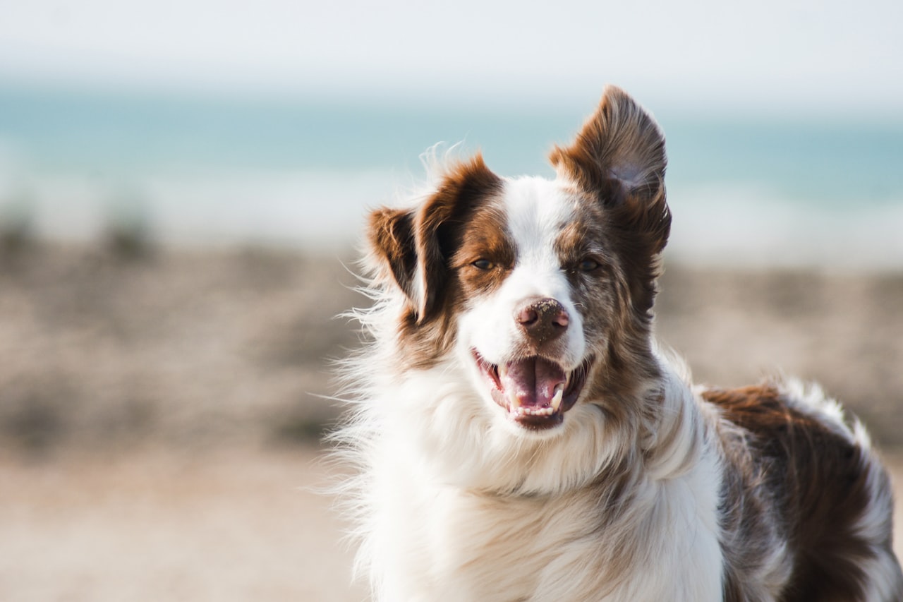 Flea & Tick Control service in Boynton Beach, FL