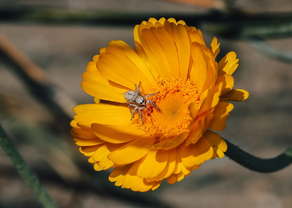 Spider Control service in Boynton Beach, FL